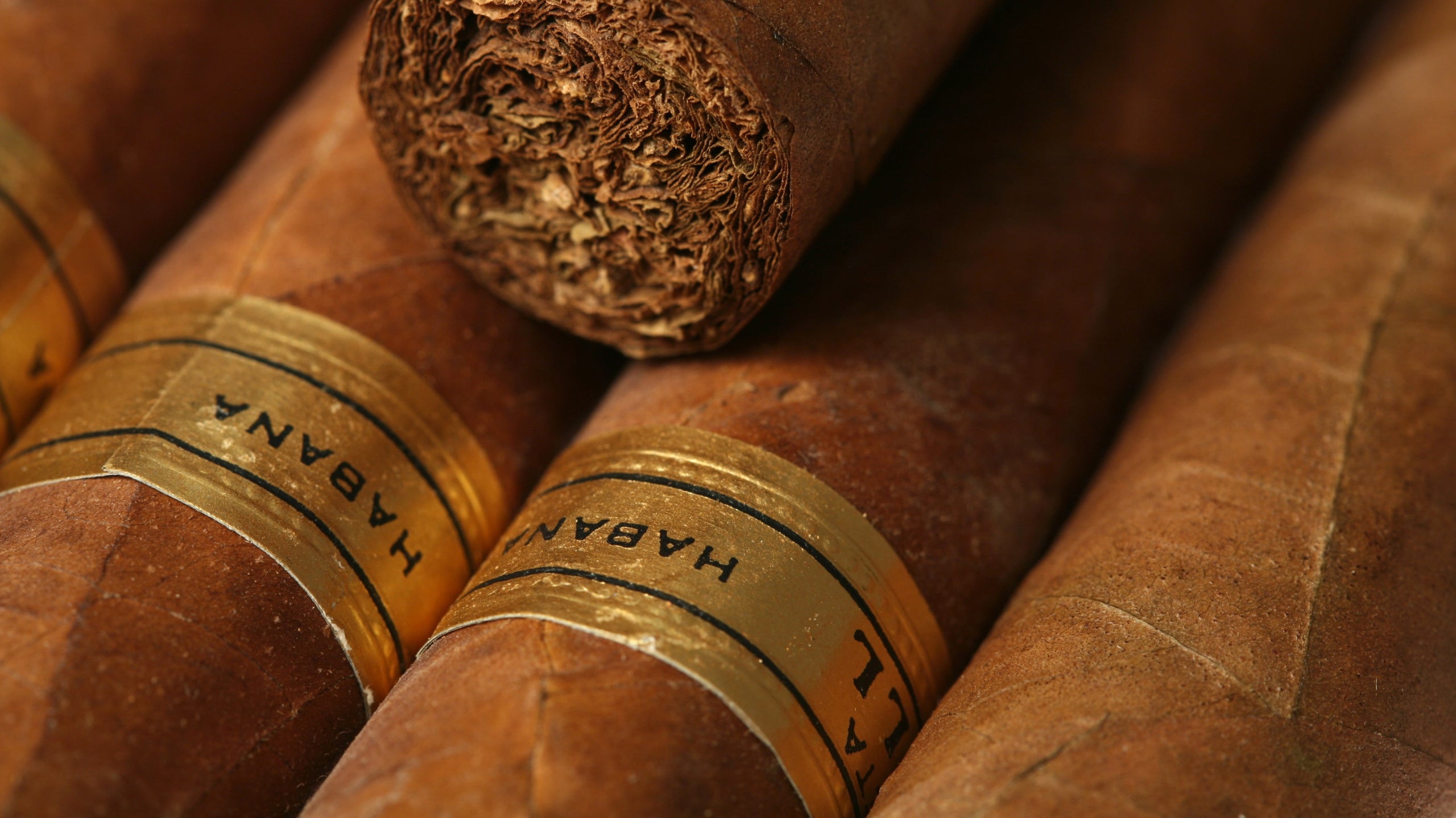 buy habanos cigars india